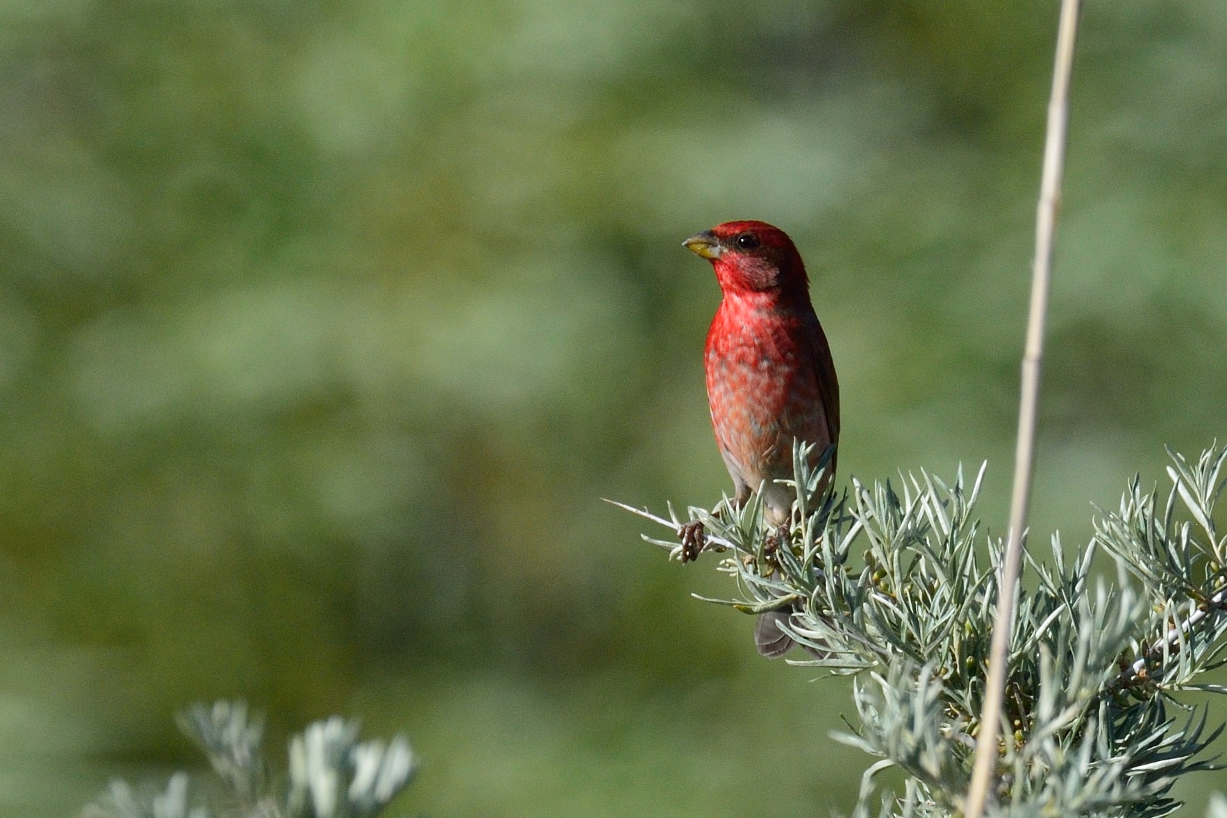 Common Rosefinch